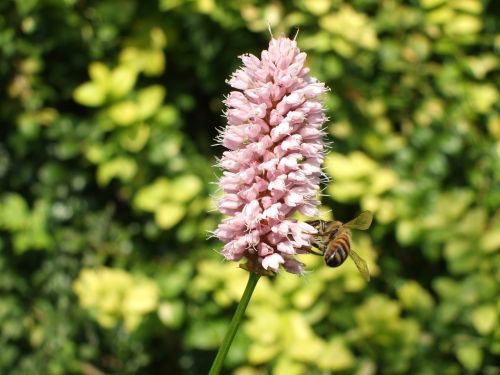 bistort flowers summer