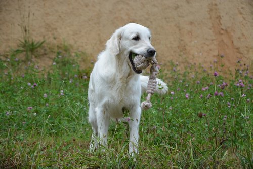 bitch dog  bitch mollie  golden find