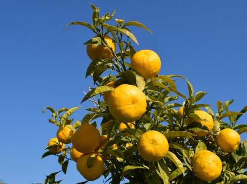 bitter orange citrus fruit