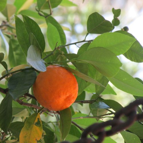 bitter orange plant orange