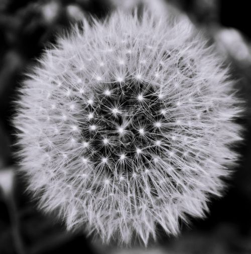 black white dandelion