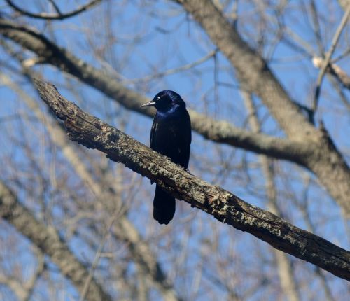 black bird nature