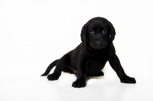 black dog pup