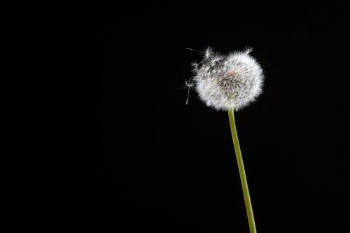 black flower dandelion