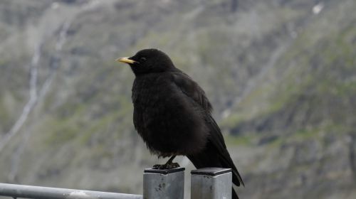 black bird mountains