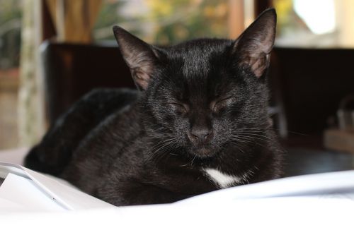 black kitten cat