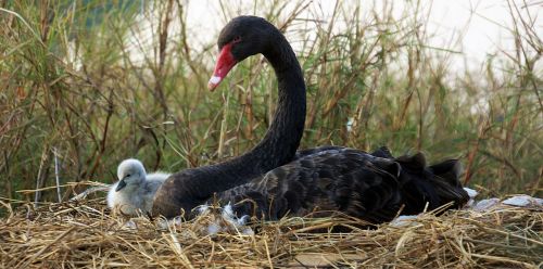 black swan chick