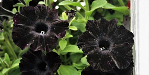 black petunia flower