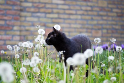 black kitten cat
