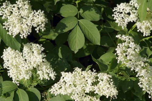 black flowers baldachy