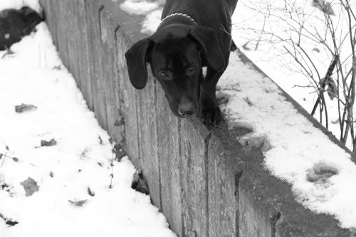 black dog winter