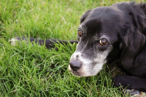 black labrador summer