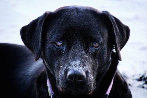 black face dog