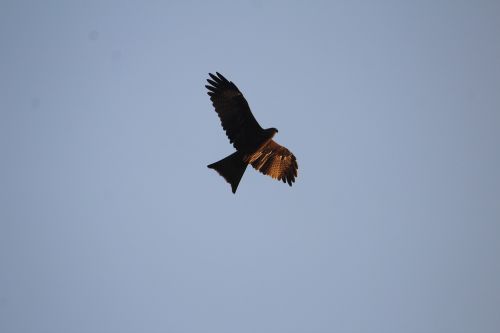 black kite milvus migrans