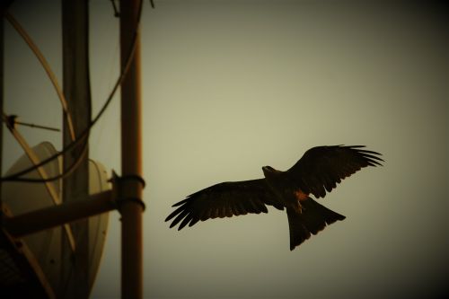 black kite bird