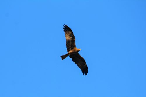 black kite nature