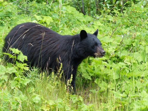 black bear mammal