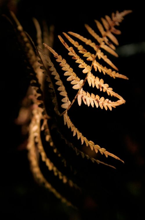 black plant light and shade