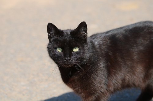 black  tomcat  animal