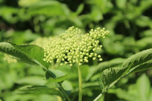 black  flower  plant