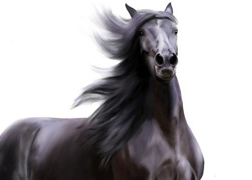 black  horse  wind