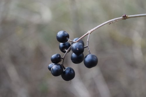 black  berry  branch