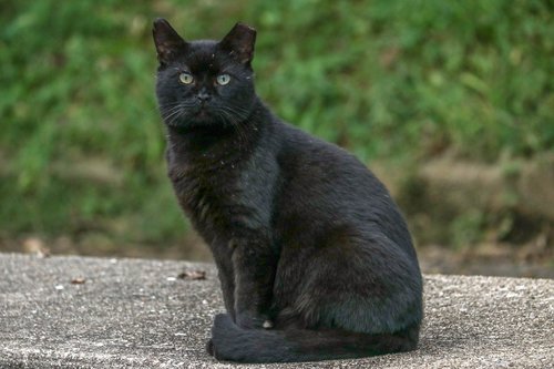 black  cat  pet