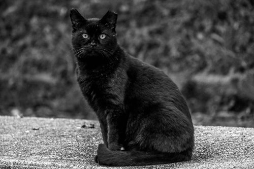 black  cat  pet