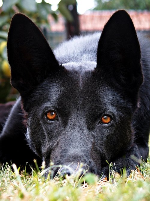 black  german shepherd  eyes