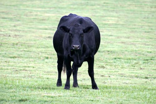 black cow farm