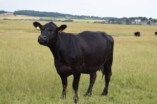 black cow field