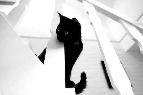 black  cat  white stairs