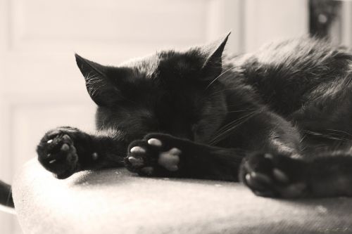 black cat domestic