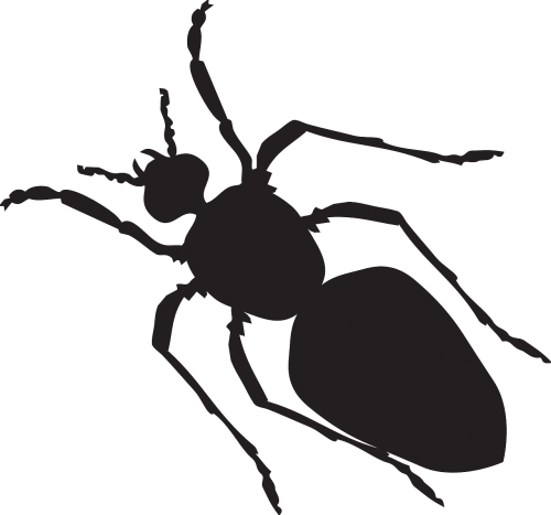 black silhouette ant