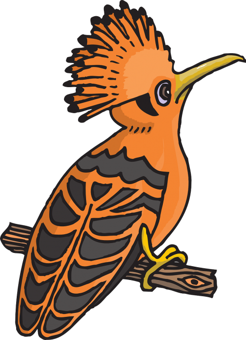 black orange bird