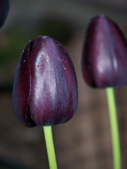 black tulip flower