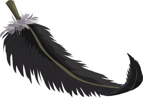 black feather plumage