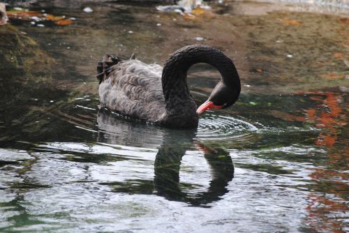 black swan swim