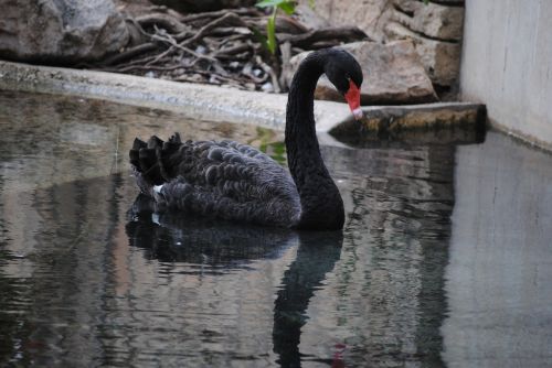 black swan nature