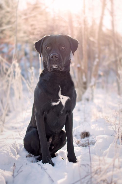 black dog sunset