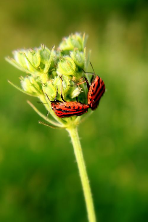 black bugs close-up