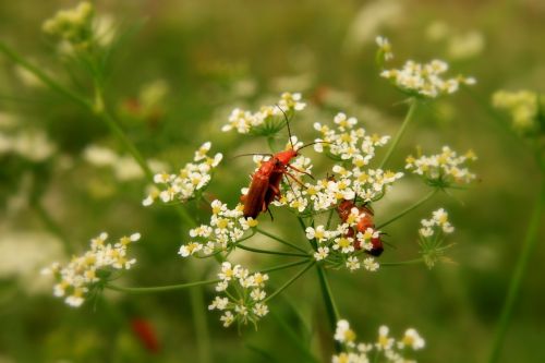 black bugs close-up