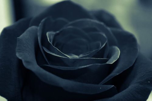 black rose flower