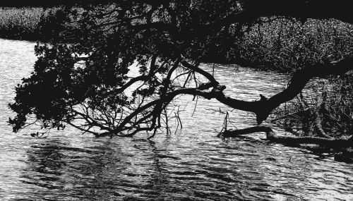 Black &amp; White Branches Over Water