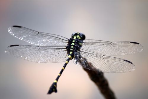 Black And Green Dragonfly Closeup