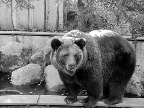 black and white bear zoo