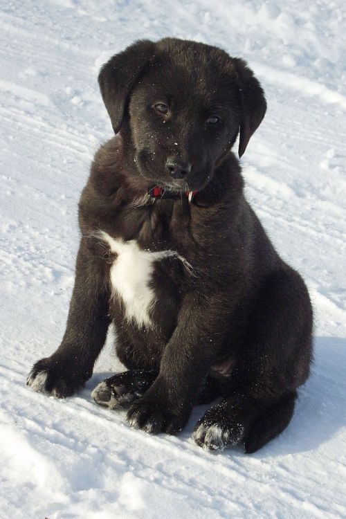 black and white labrador puppy