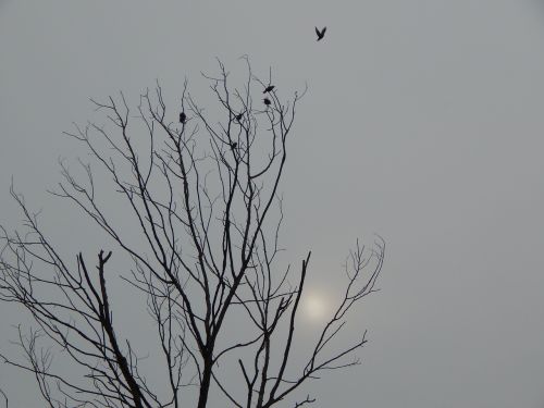 black and white death tree birds