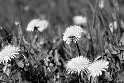 black and white dandelion blossom