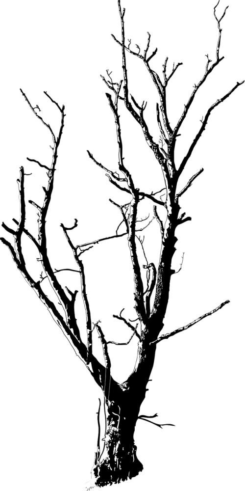 black and white branches deadwood